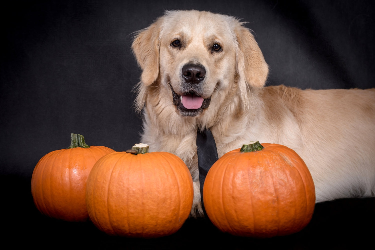 Nutrition Advice For Feeding Golden Retrievers