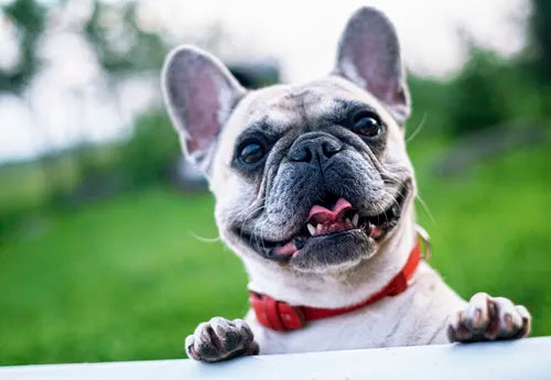 Frenchies: The Most Popular Small Breed Dog