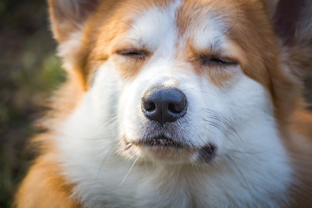 Home Cooking for Your Corgi