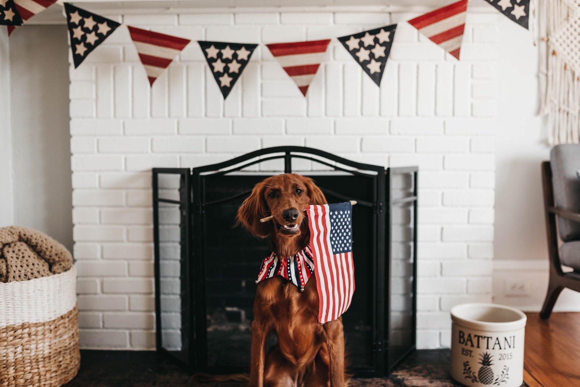 How to Keep Your Furry Friend Safe During the 4th of July
