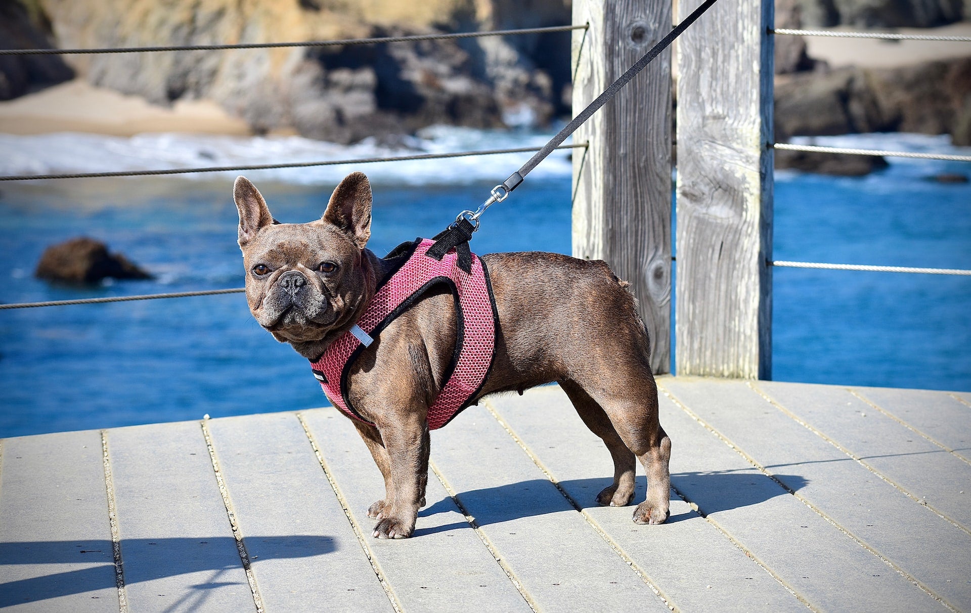 5 Top Best Harness And Leash For Frenchies