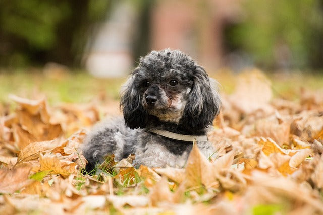 PERFECT PETS DOG - THE TOY STORE