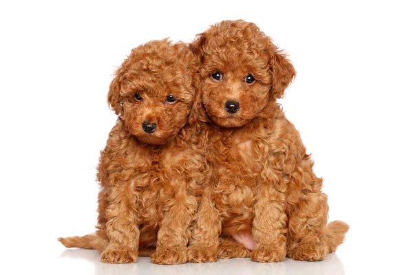 poodle gifts