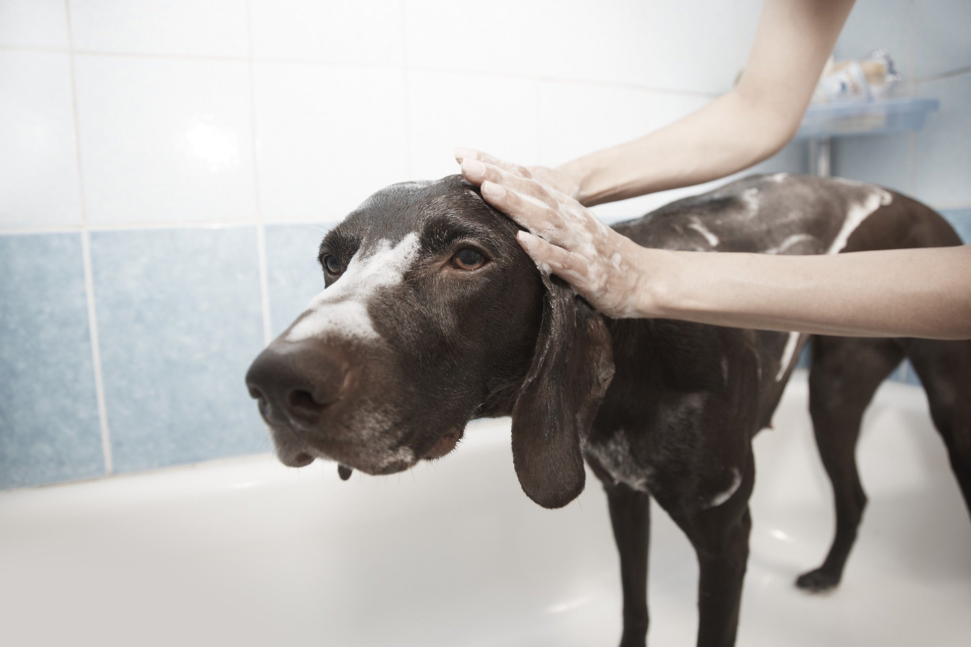 How to Give Your Dog a Bath