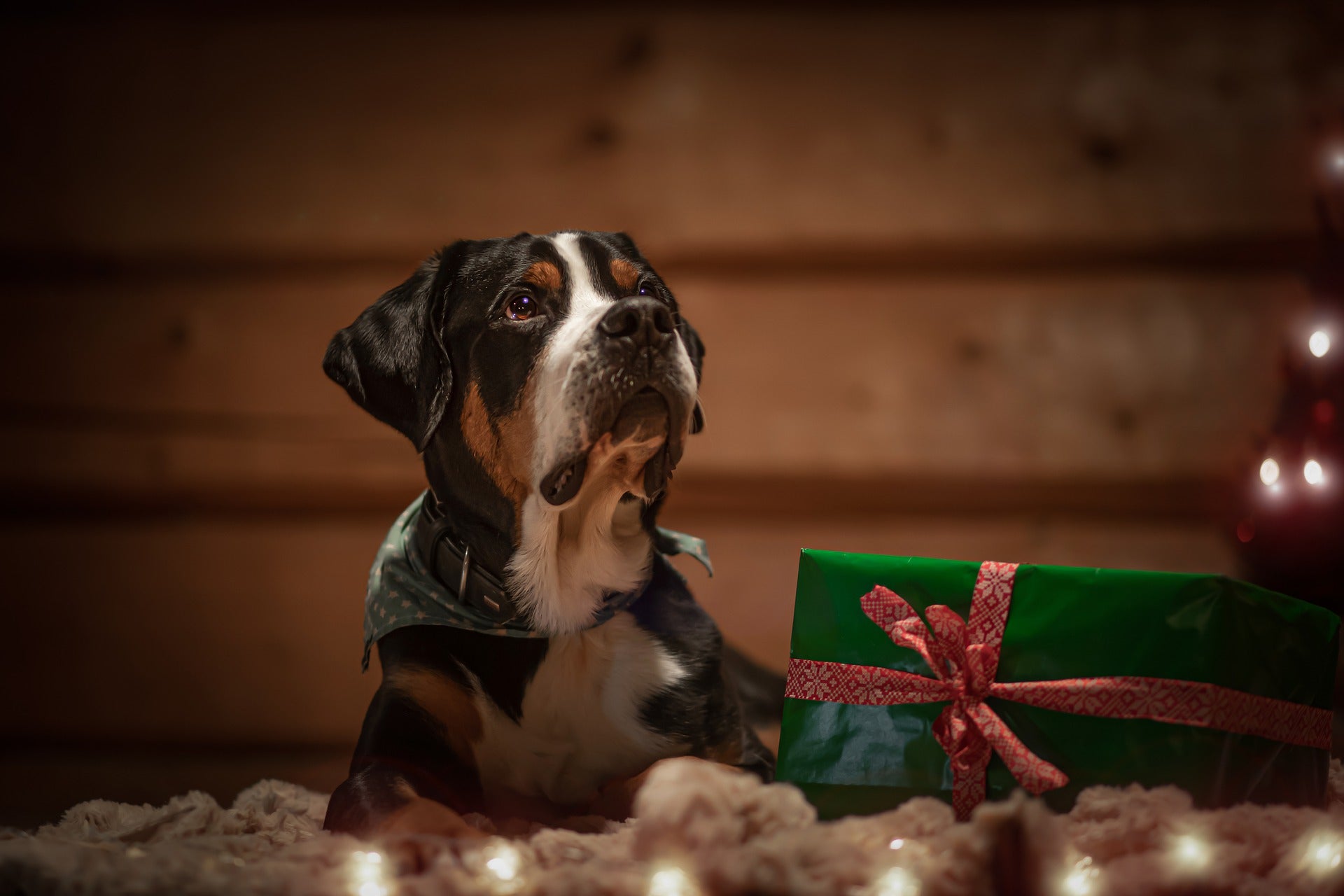 What to Gift Alongside That New Puppy for Christmas