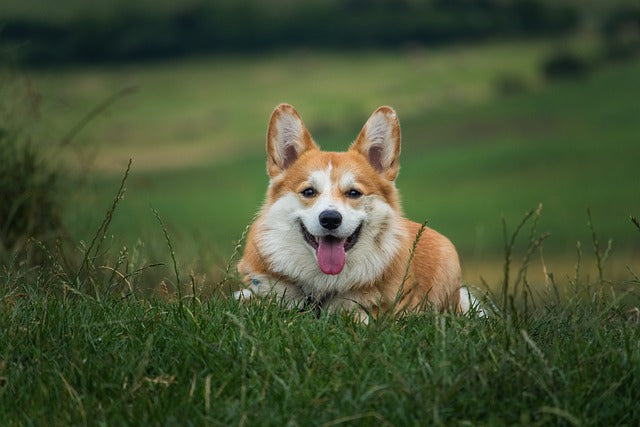 Best Toys for Corgi's