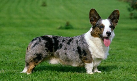 Corgis: Origins of the Welsh Corgi, Who Are They?