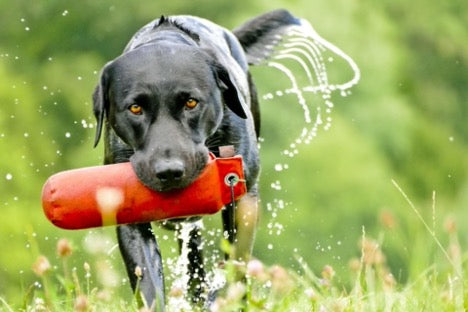 Labrador Retriever: The Origins of America’s Most Popular Dog Breed