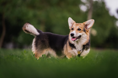 Corgis: Amazing Corgi Facts You Never Knew