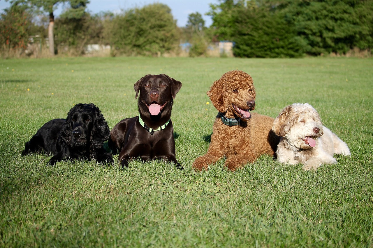 Miniature Poodle Mixes: Exploring Unique Poodle Crossbreeds