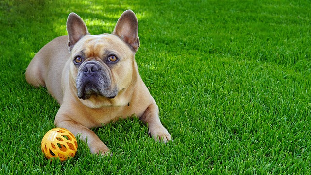 Trendy Pet Clothes for Frenchies