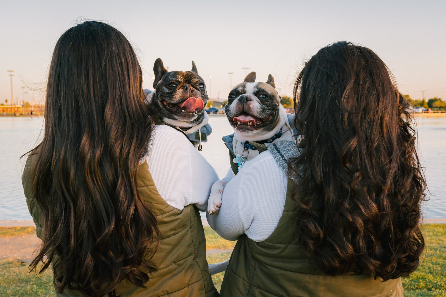 The Different Colors of Frenchies