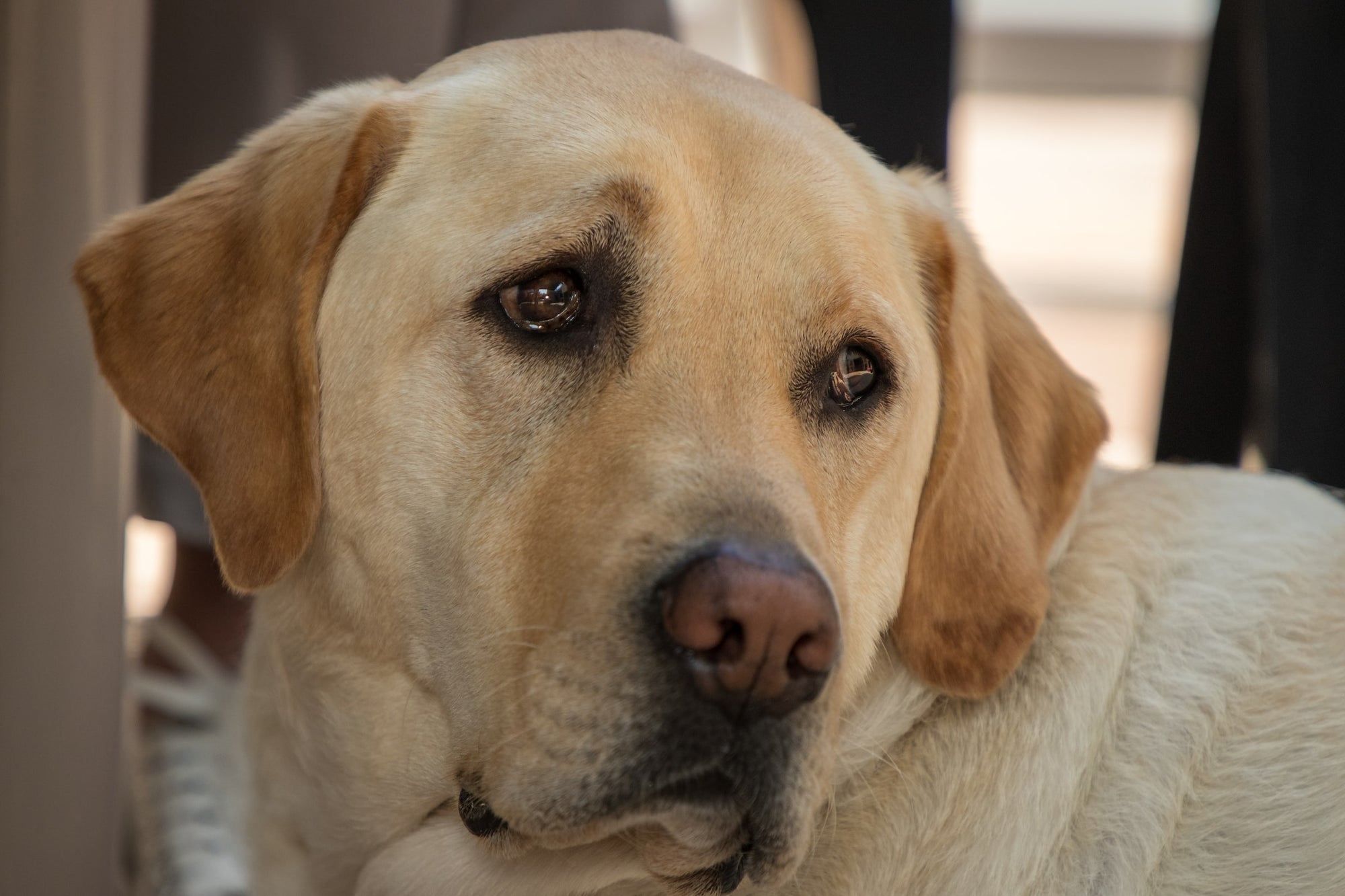 Famous Labradors And Famous Labrador Owners in History