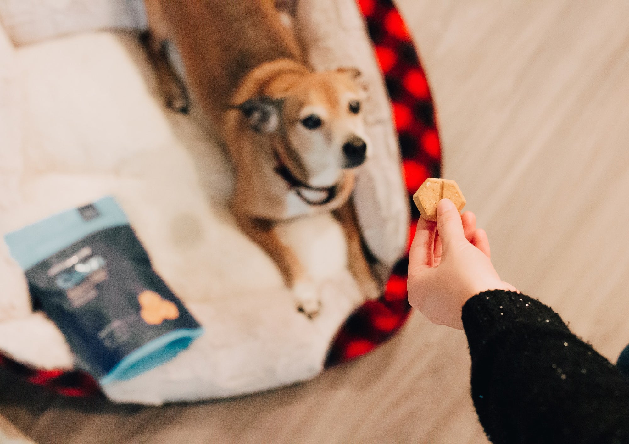 Corgi: Best supplements or vitamins