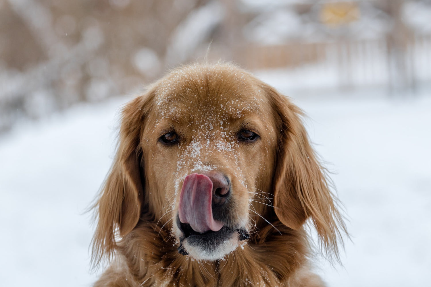 Golden Retrievers: Best Supplements & Vitamins