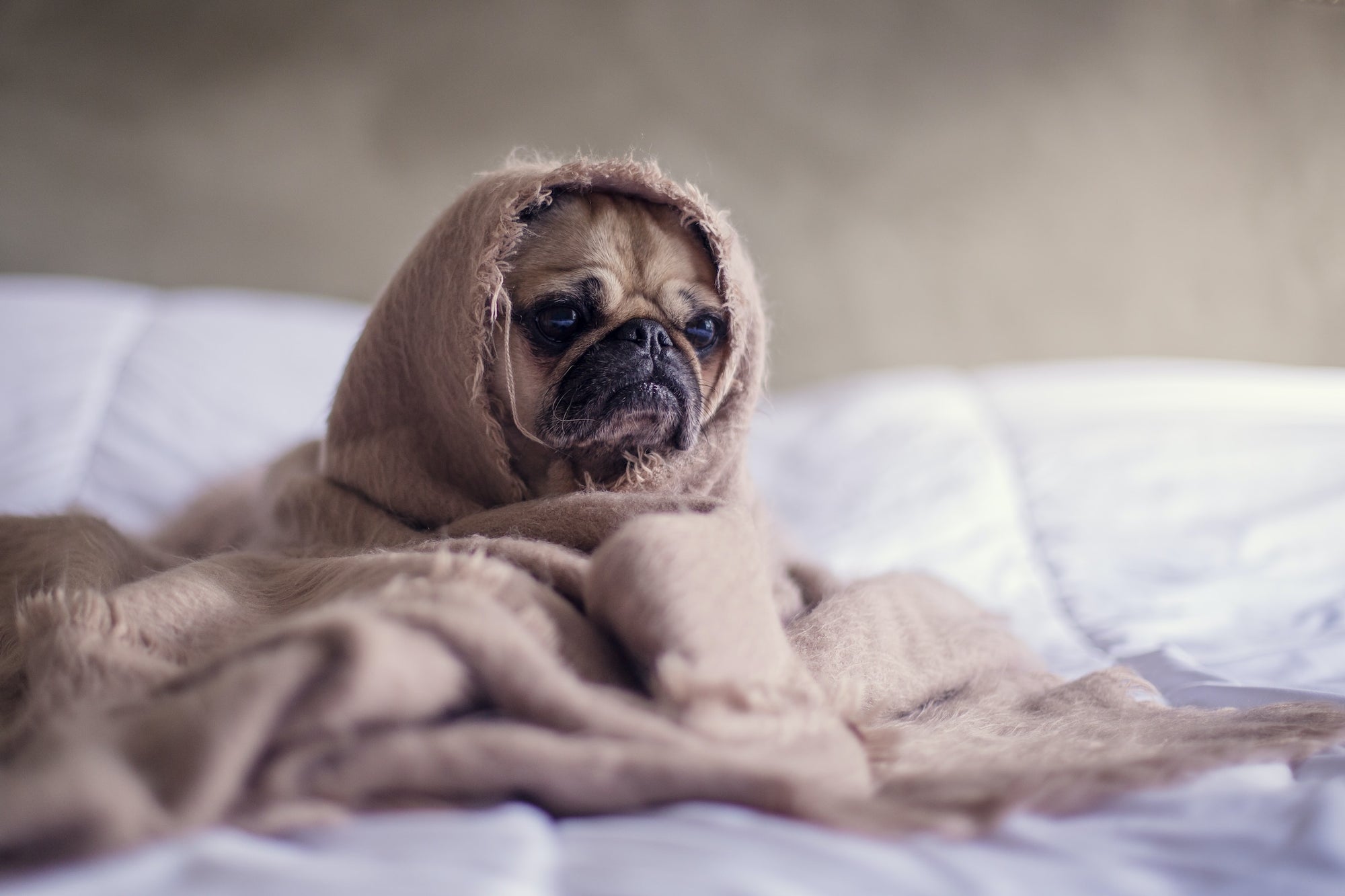 How To Help A Dog With Separation Anxiety
