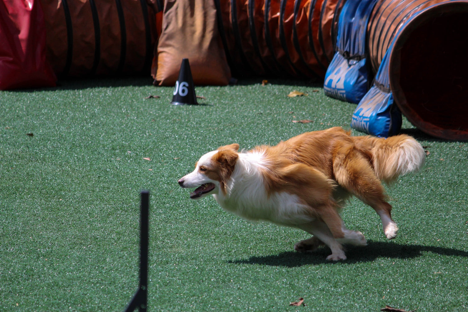 Canine Fitness, Keeping Your Dog Active And Healthy
