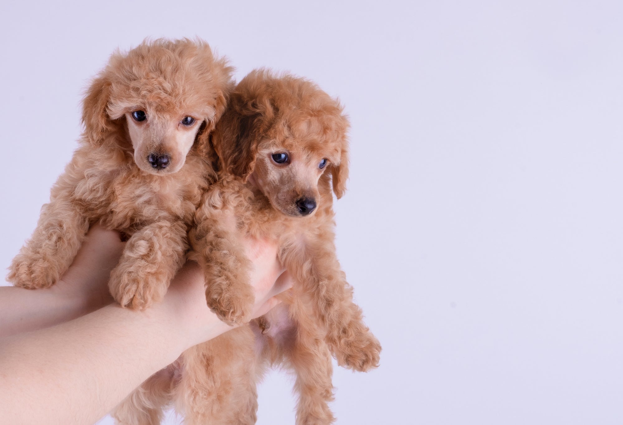 Poodle Meet-up Groups in the USA