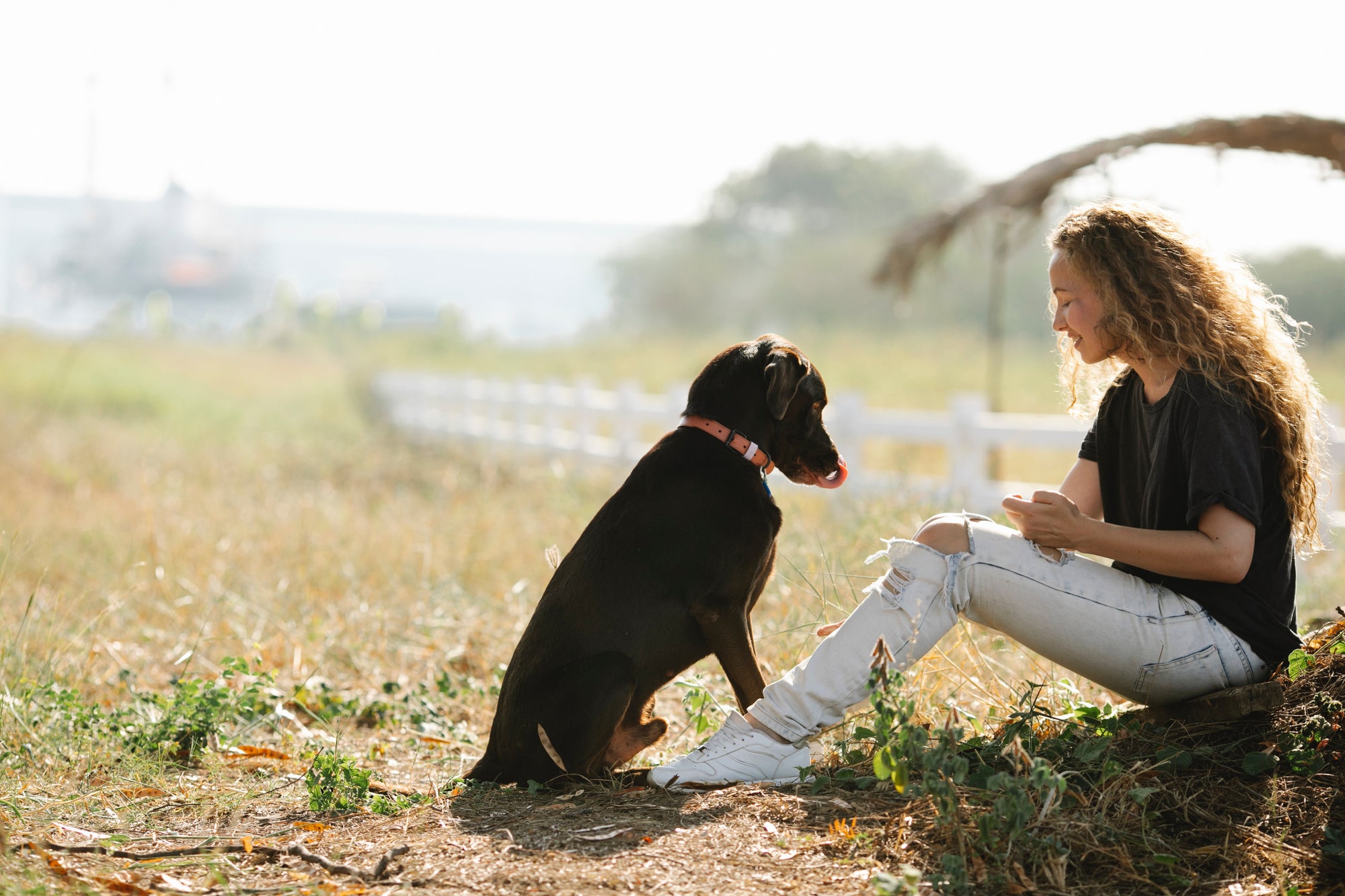 How To Care For Your Elderly Dog