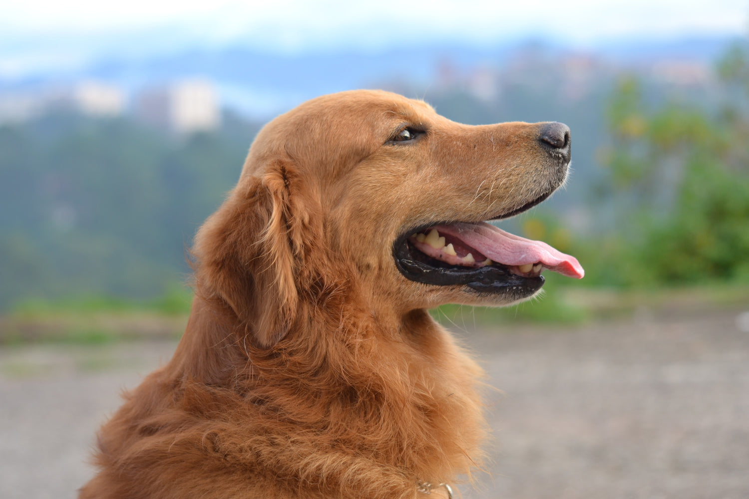 Famous Golden Retrievers