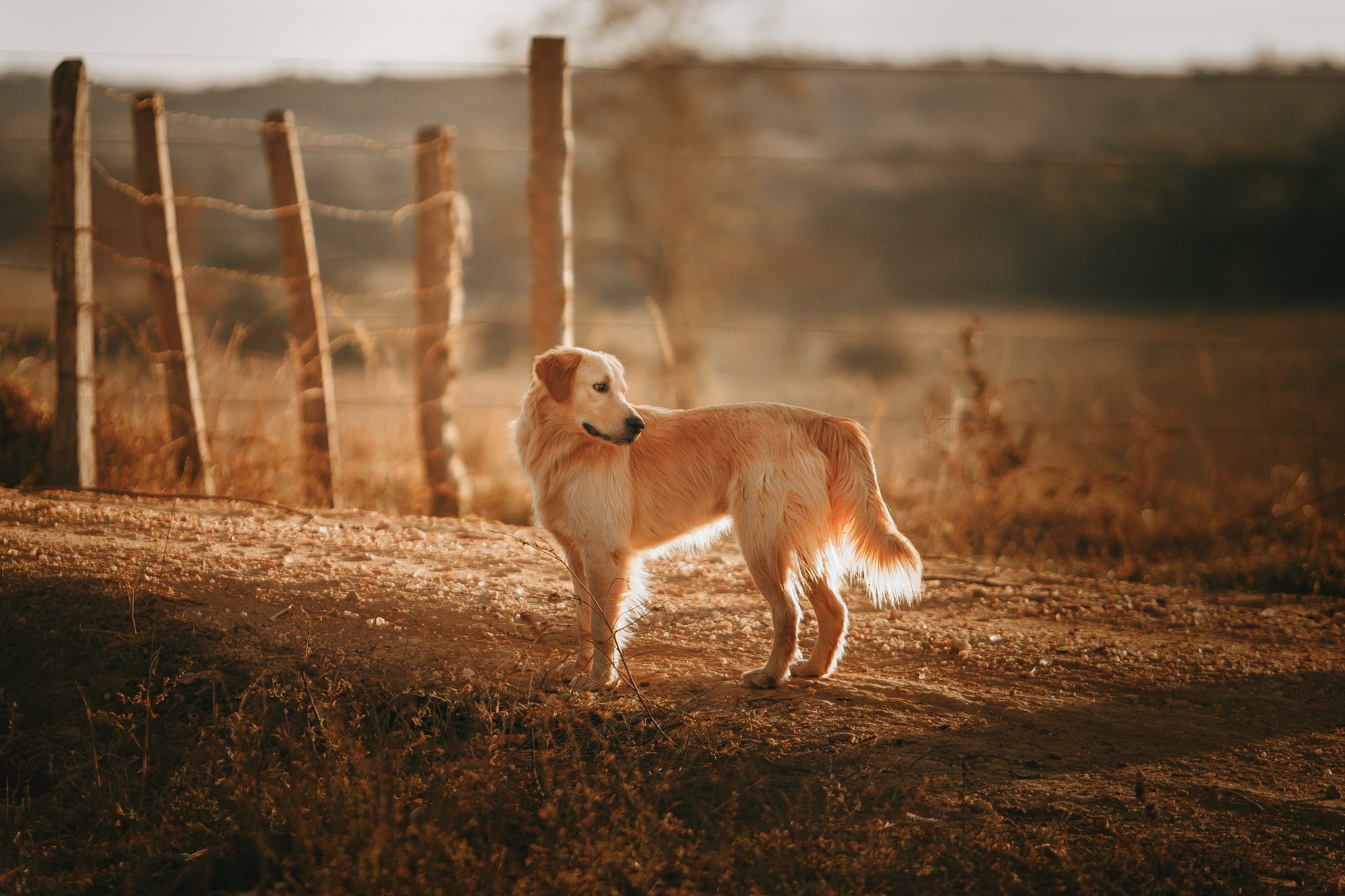 The History of the Golden Retriever