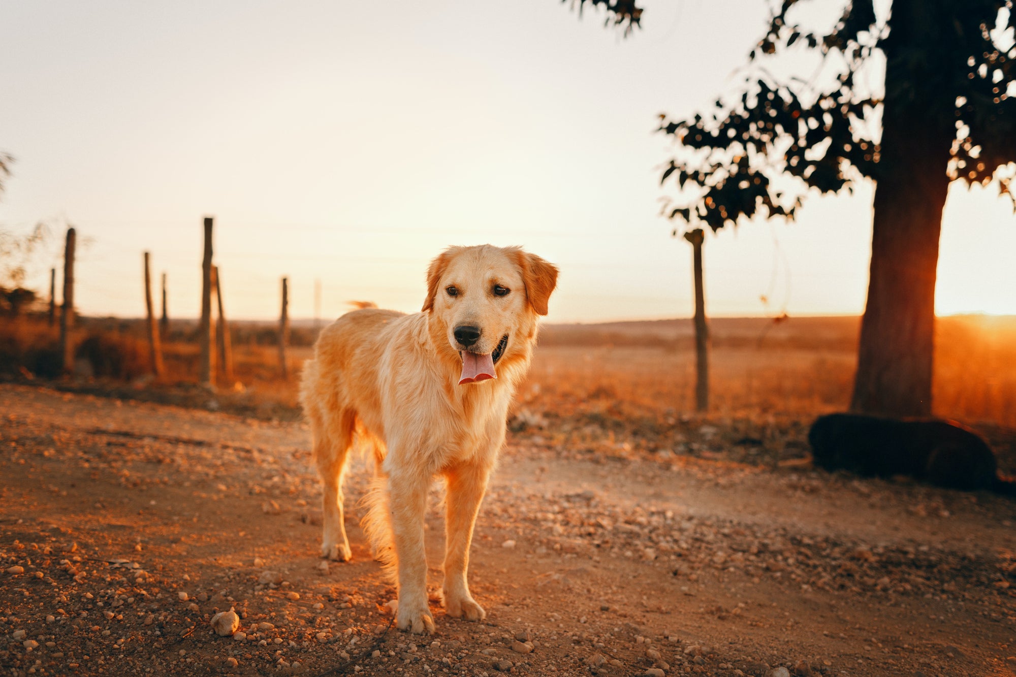 Golden Rescues and Adoption Info