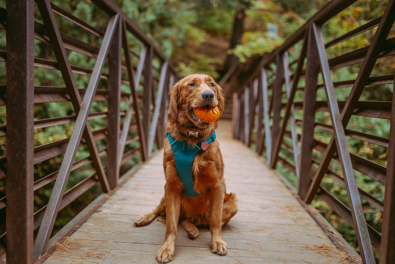 Golden Retriever: Best Toys For Golden Breed