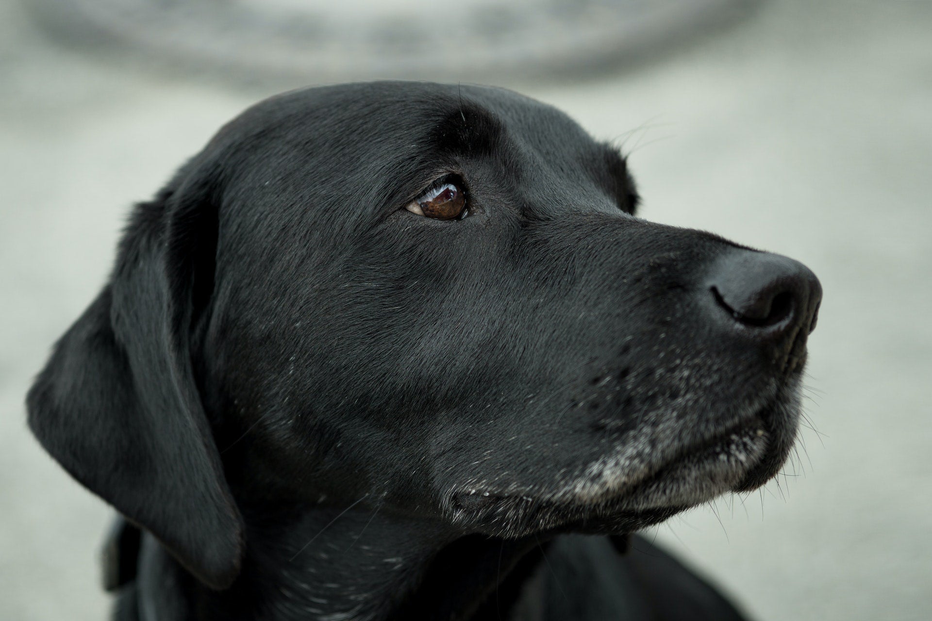 Lab: Shedding Tips & Best Haircuts For Different Seasons