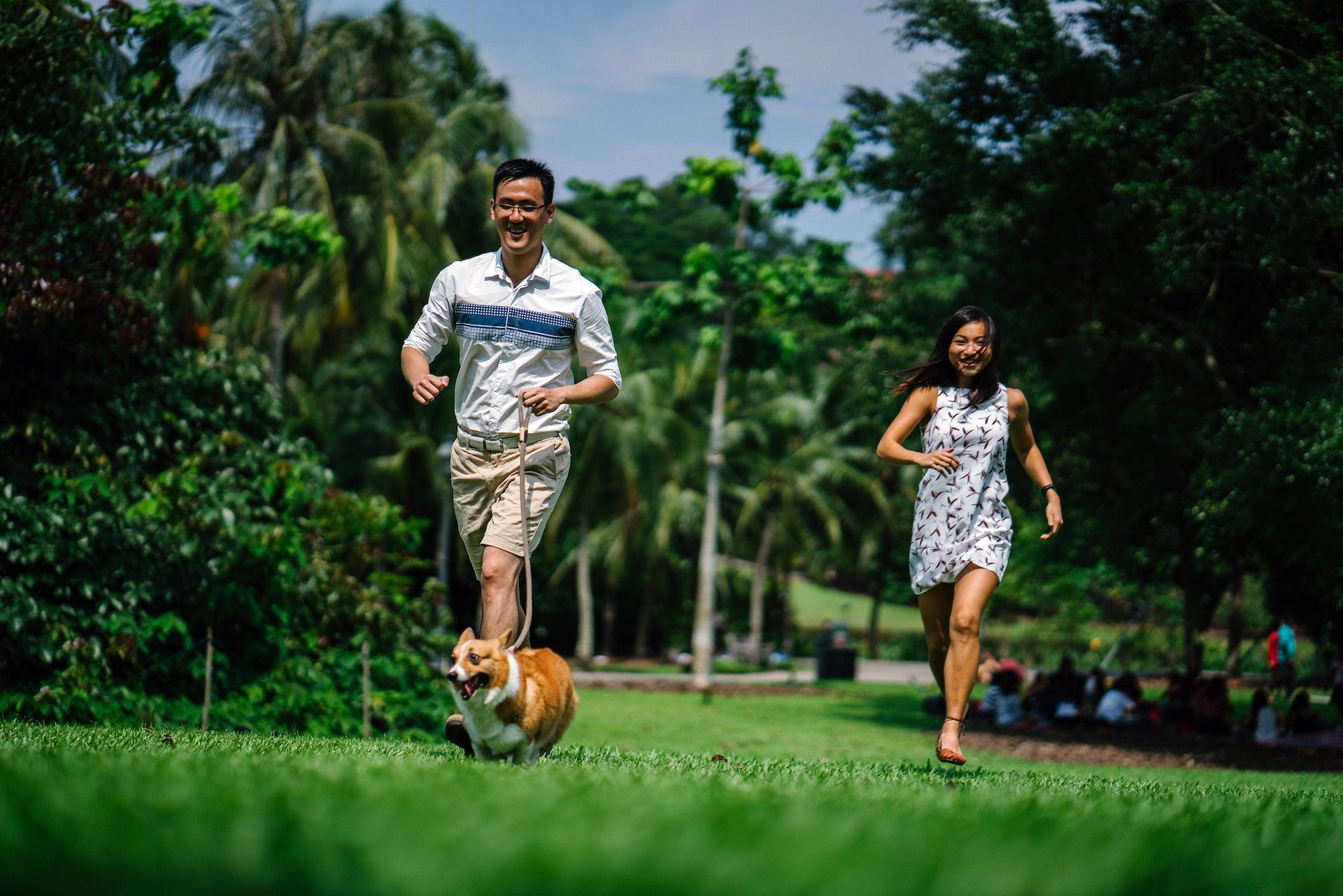 The Corgi: Personality, Temperament, Intelligence, Loyalty & More