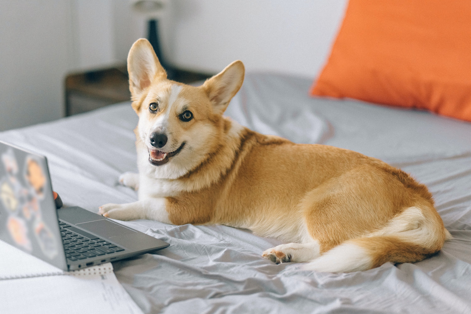 Your Corgi: Analyzing Their Energy Levels