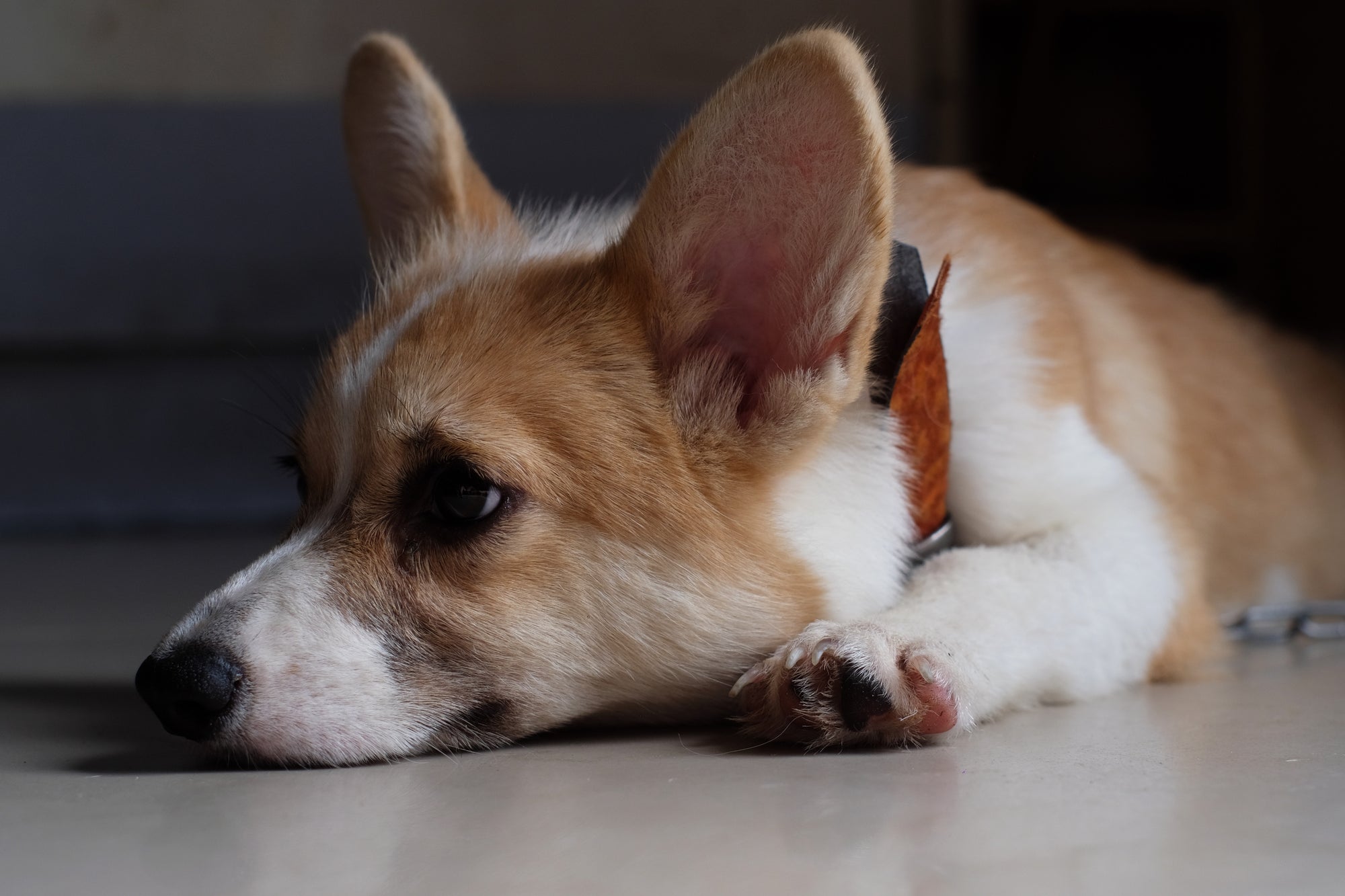 5 Best Corgi-Themed Gifts