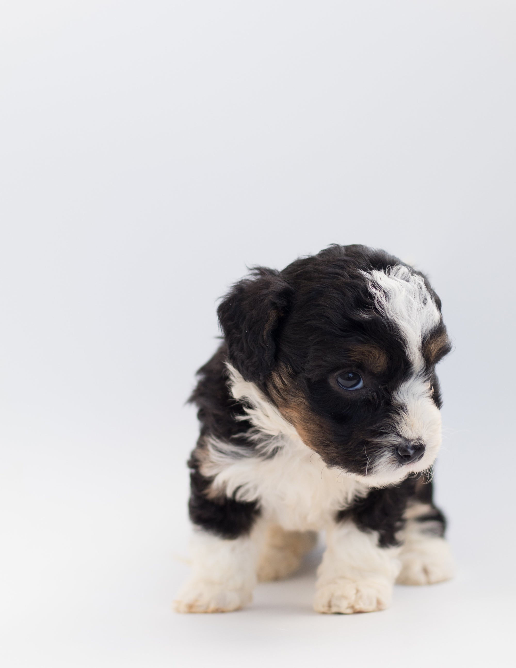 The History & Temperament of Miniature Poodles