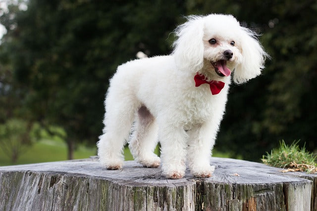 Best Pet Supplements for Mini Poodles