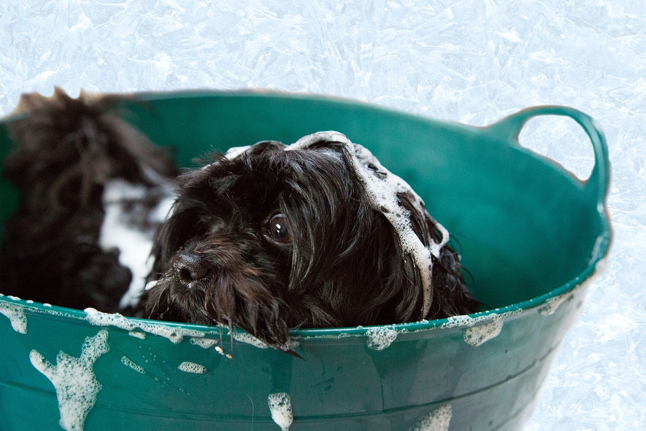 The Miniature Poodle Grooming Guide: Tips And Tricks For a Well-maintained Coat