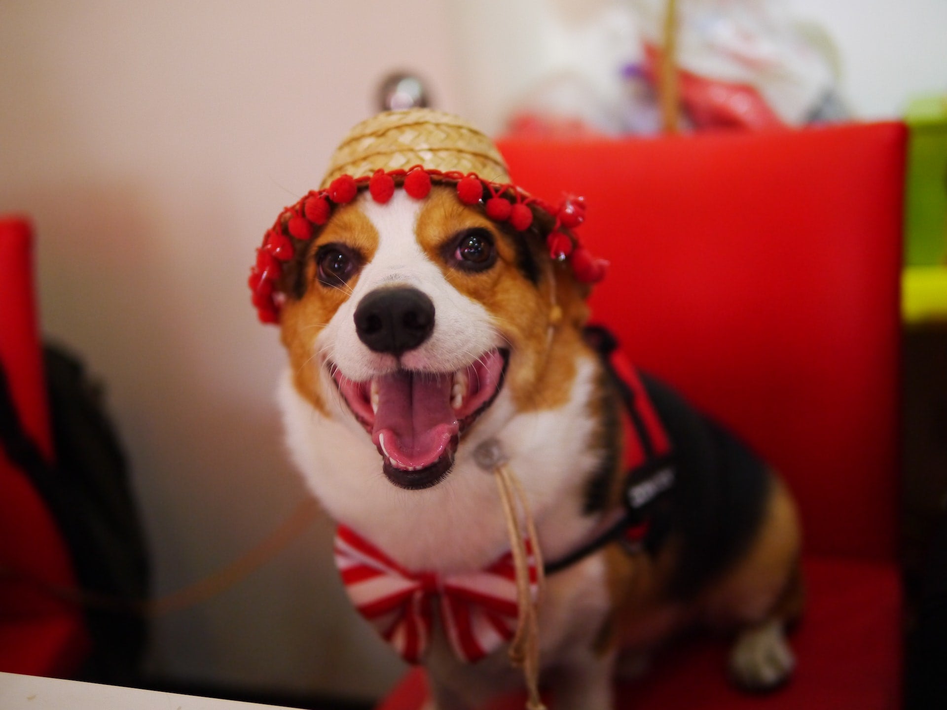 Top 3 Clothing Companies For Corgis