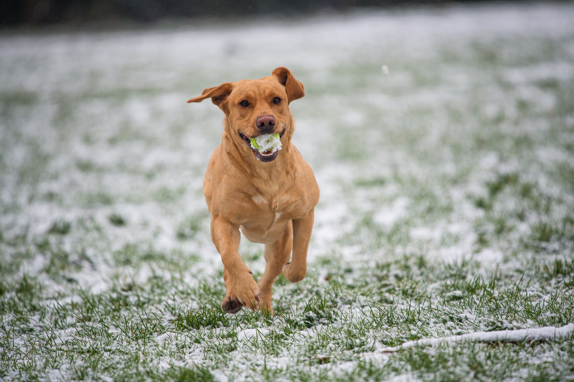 Top 7 Labrador Retriever Toys to Buy in 2022