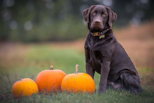 Labrador Retriever Rescues You Can Adopt From in the US