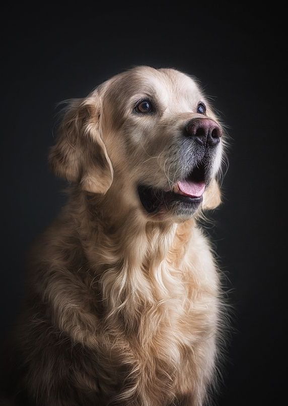Golden retriever gifts