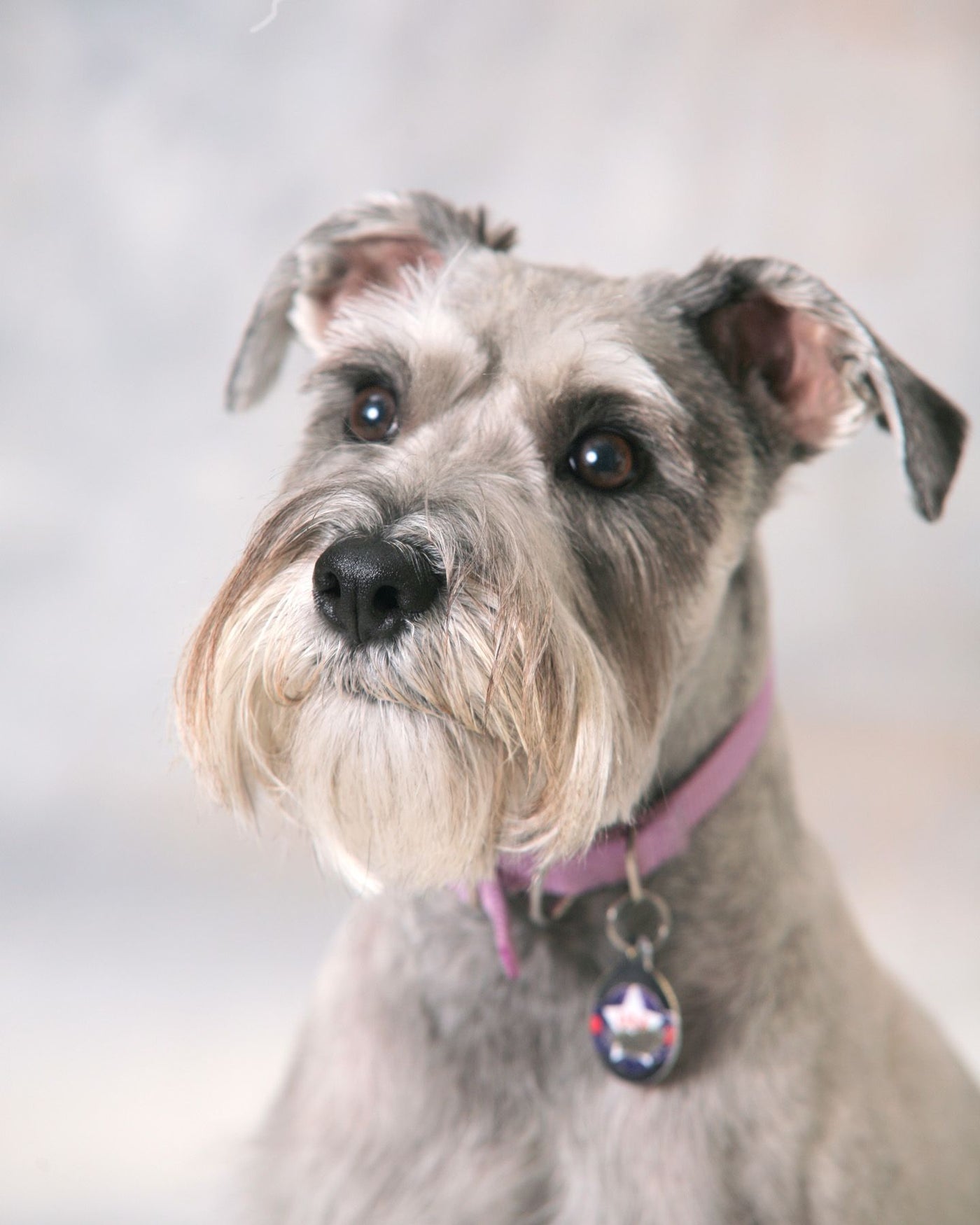 Schnauzer gifts