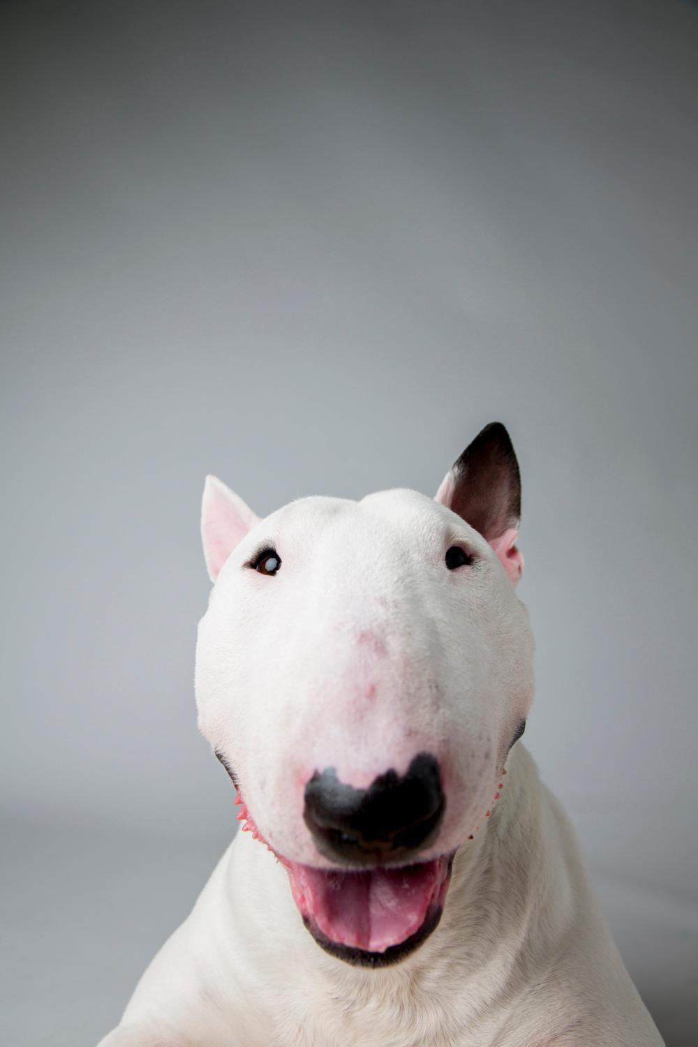 Bull terrier gifts