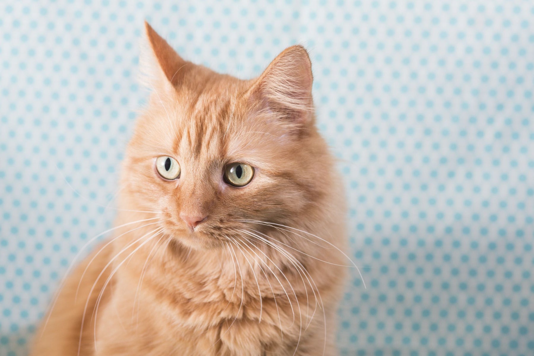 Orange tabby gifts