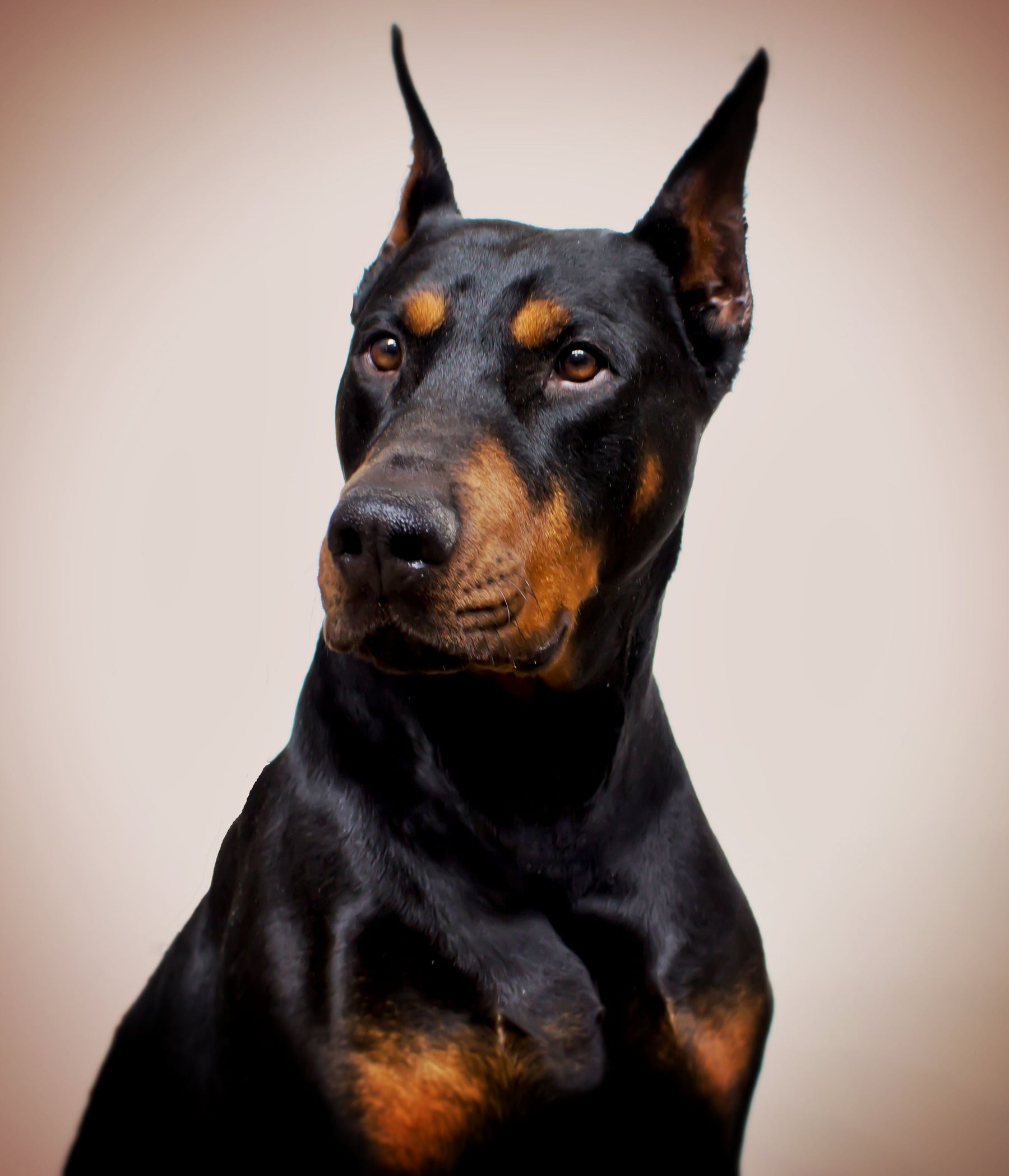 Doberman gifts