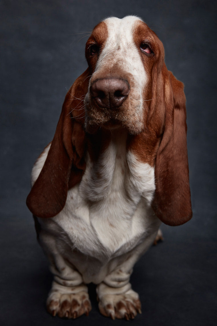 Basset hound gifts