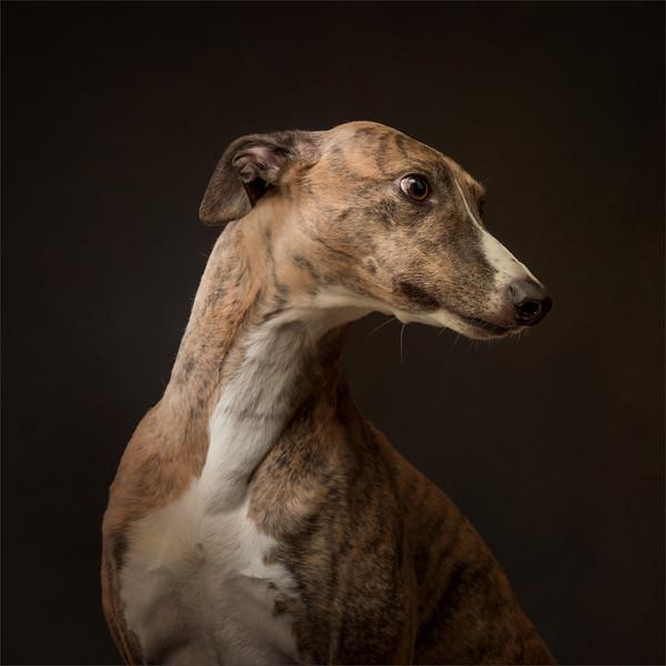 Customize Greyhound Figurine