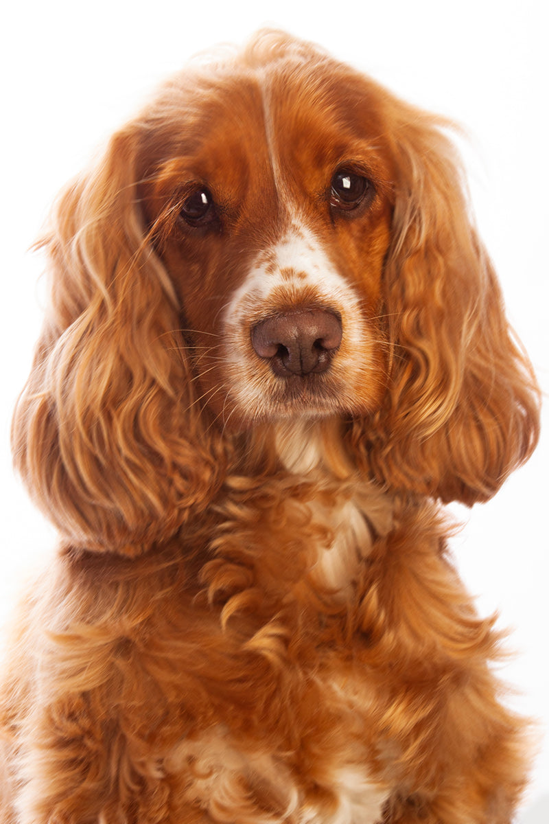 Cocker spaniel gifts