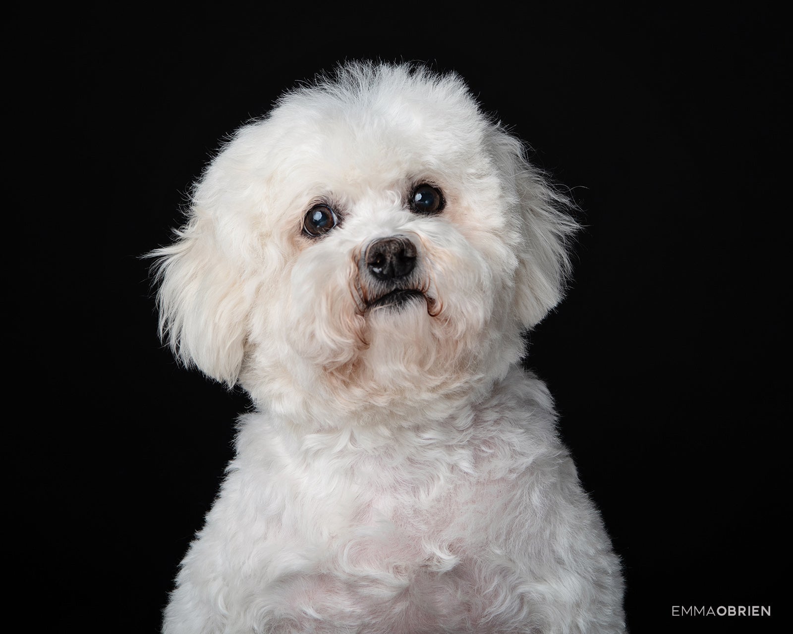 PetOrama Pet Portrait Porcelain Water Cup with Lid & Spoon - Bichon