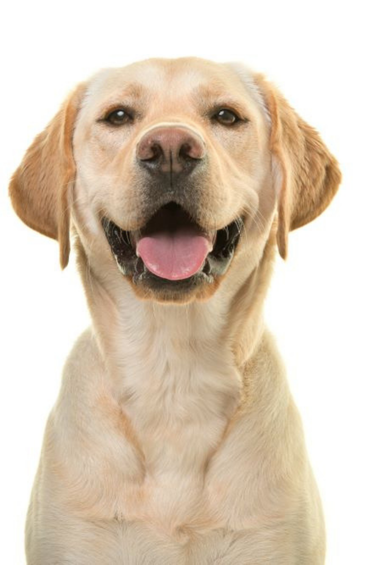 Labrador gifts