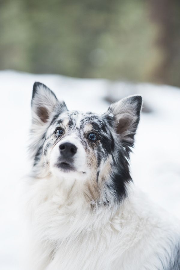 Austrialian shepherd gifts