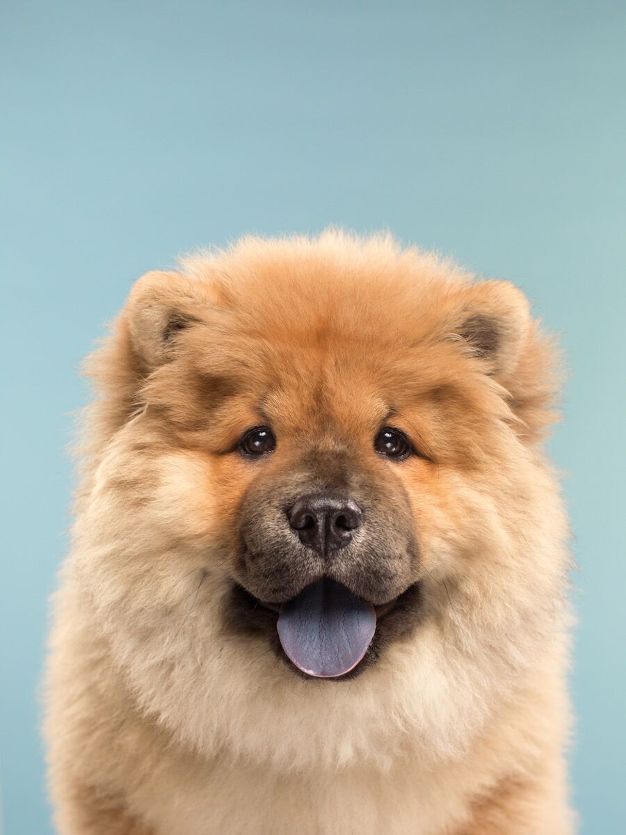 Chow chow gifts