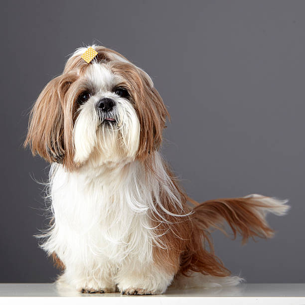 Shih tzu gifts